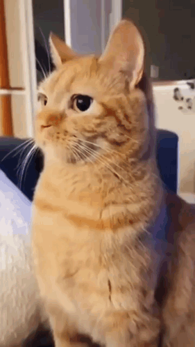 An Orange Cat Is Sitting On A Blue Couch And Looking At The Camera . GIF