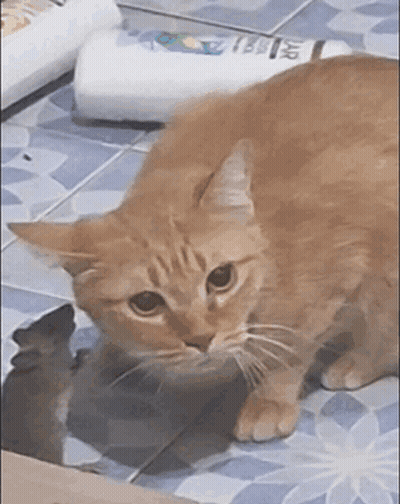 An Orange Cat Is Standing On A Tiled Floor Next To A Bottle Of Shampoo GIF