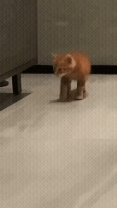 An Orange Kitten Is Walking On A White Tiled Floor GIF