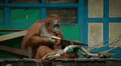 An Orangutan Is Cutting A Branch With A Saw While Sitting On A Bench . GIF
