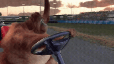 An Orangutan Is Holding A Steering Wheel In Front Of A Crowd GIF