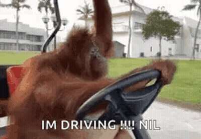 An Orangutan Is Sitting In The Driver 'S Seat Of A Golf Cart And Holding The Steering Wheel . GIF