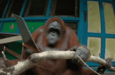 An Orangutan Is Sitting On A Tree Branch Using A Laptop GIF