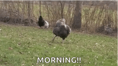 An Ostrich Is Standing In A Grassy Field With A Message That Says Morning . GIF