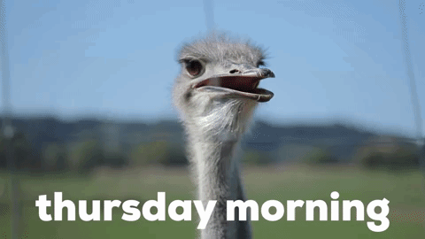 An Ostrich With Its Mouth Open And The Words Thursday Morning Written Below It GIF