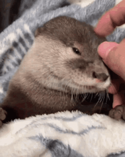 An Otter Is Being Petted By A Person On A Blanket . GIF