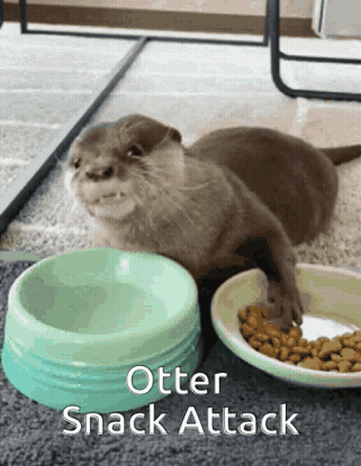 An Otter Is Eating Food From A Bowl Next To A Plate Of Food . GIF