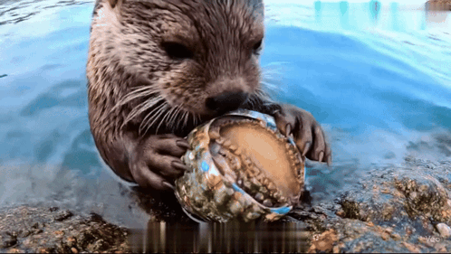 An Otter Is Holding A Shell In Its Mouth In The Water GIF