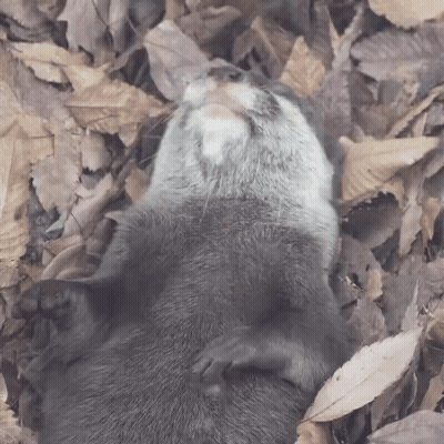 An Otter Is Laying On Its Back In A Pile Of Leaves Looking Up GIF