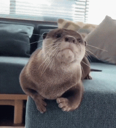 An Otter Is Sitting On A Blue Couch And Looking At The Camera . GIF