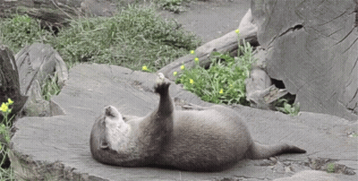An Otter Laying On Its Back On A Rock With Its Paw Up GIF