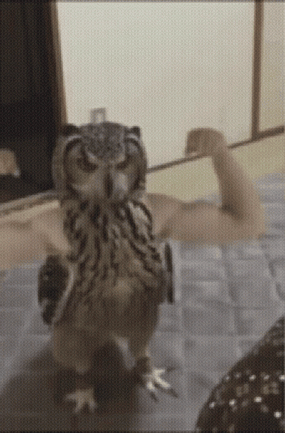 An Owl Flexing Its Muscles While Standing On A Carpet GIF