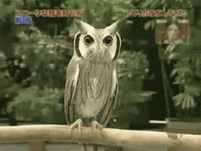 An Owl Is Perched On A Branch In Front Of A Sign That Says ' Owls ' GIF
