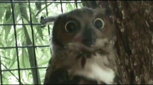 An Owl Is Sitting On A Tree Branch And Looking At The Camera . GIF