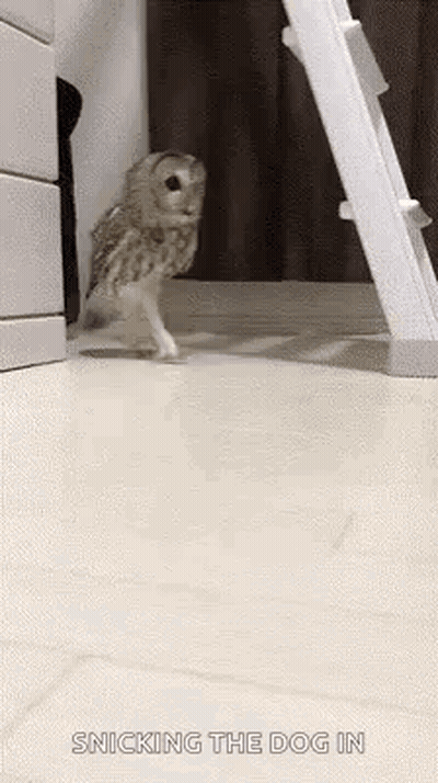 an owl is standing on its hind legs next to a ladder on the floor .