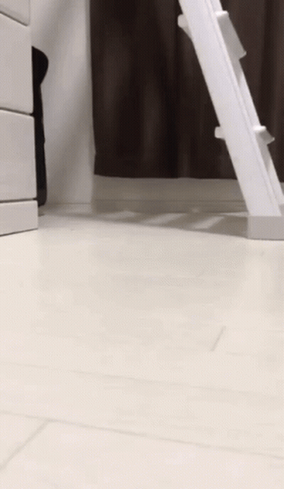 An Owl Is Standing On Its Hind Legs Next To A White Ladder GIF
