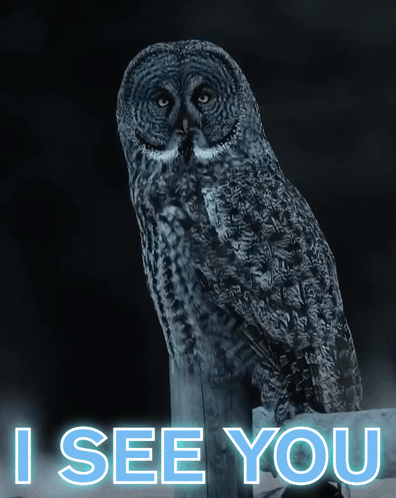 An Owl Sits On A Post With The Words I See You Behind It GIF