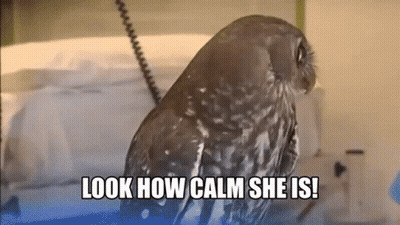 An Owl With The Words Look How Calm She Is On The Bottom GIF