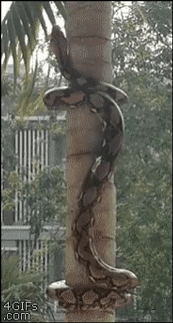 Anaconda Python Climbing A Tree GIF