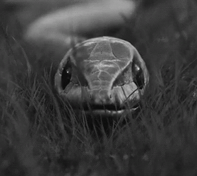 Anaconda Snake Shedding Skin GIF