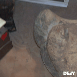 Ancient Dinosaur Bone Artifact Found GIF