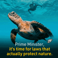 And The Turtle Its Gone GIF