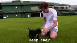 Andy Murray Playing With Puppy