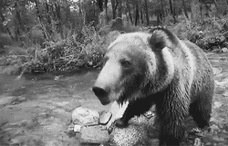 Angry Bear Roar River Black White GIF