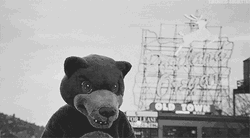 Angry Bear Walking Black And White GIF