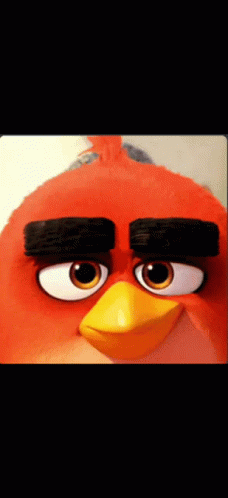 Angry Bird Eyes And Beak Close Up GIF