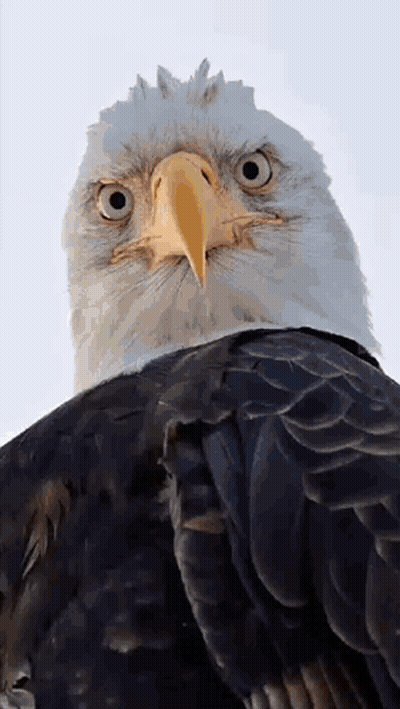 Angry Bird Says Go Back In Time To Get Turkeys Off The Menu GIF
