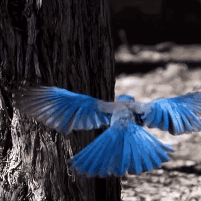 Angry Bird With Big Ears Listening Behind Glass GIF