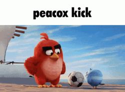 Angry Birds Peacox Long Kick  GIF