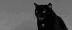Angry Black Cat Growling Fangs
