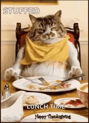 Angry Boss Cat Stuffed Lunch Time GIF