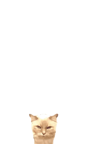Angry Cat Sticker