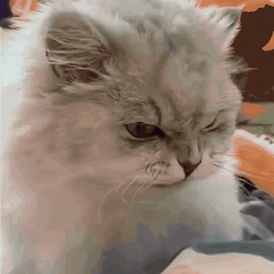 Angry Cat GIF