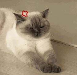 Angry Cat Annoyed Funny Edit GIF