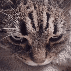 Angry Cat Annoyed Pissed Eyebrows Reaction GIF
