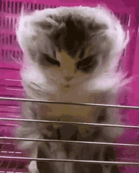 Angry Cat Blowing Hair Fur Cage GIF