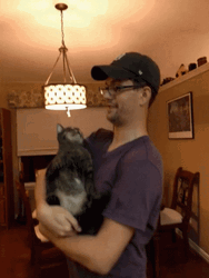 Angry Cat Hit Scratch Claw Human Face GIF