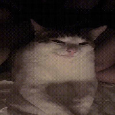 Angry Cat Laying On Bed GIF
