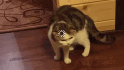 Angry Cat Loading Screen GIF