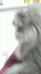 Angry Cat Mad Hissing Flash Effect GIF