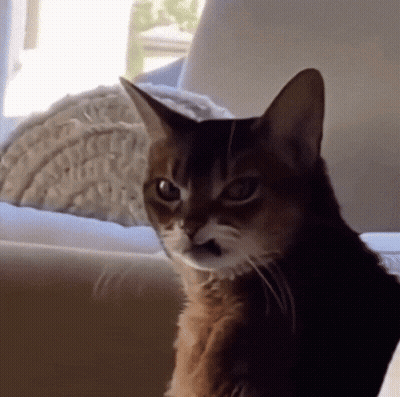 Angry Cat On Couch Looking At Camera GIF