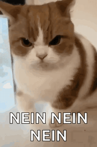 Angry Cat Saying Nein Nein Nein GIF