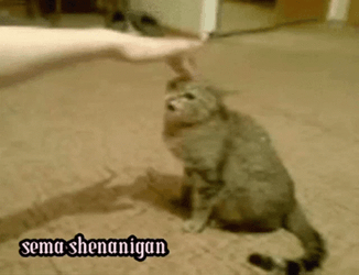 Angry Cat Shenanigans GIF