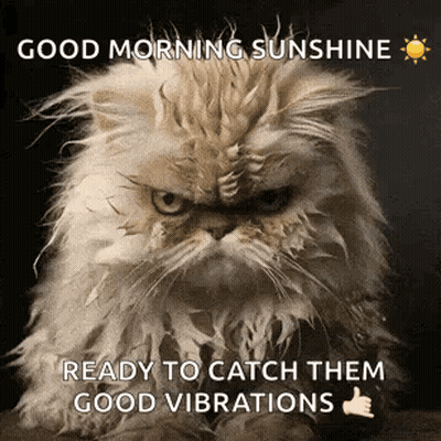 Angry Cat Sitting On Table With Good Morning Sunshine Message GIF