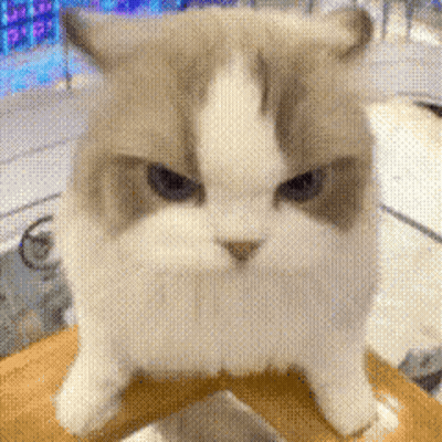 Angry Cat Sitting On Table GIF
