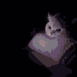 Angry Cat Watching Dark Lights On GIF